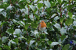 Rouge gorge