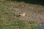 Lièvre au repos