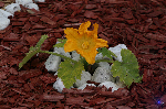 Fleur de courgette